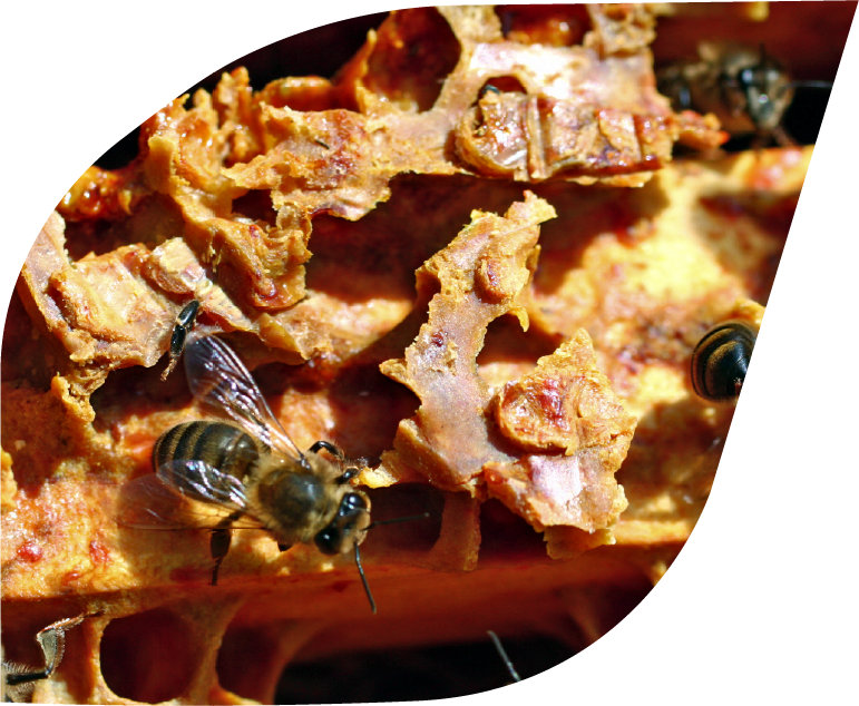 Propolis